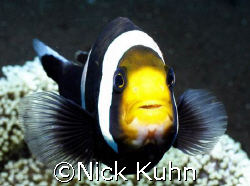 Agro anemone fish decided that it was NOT ready for its c... by Nick Kuhn 